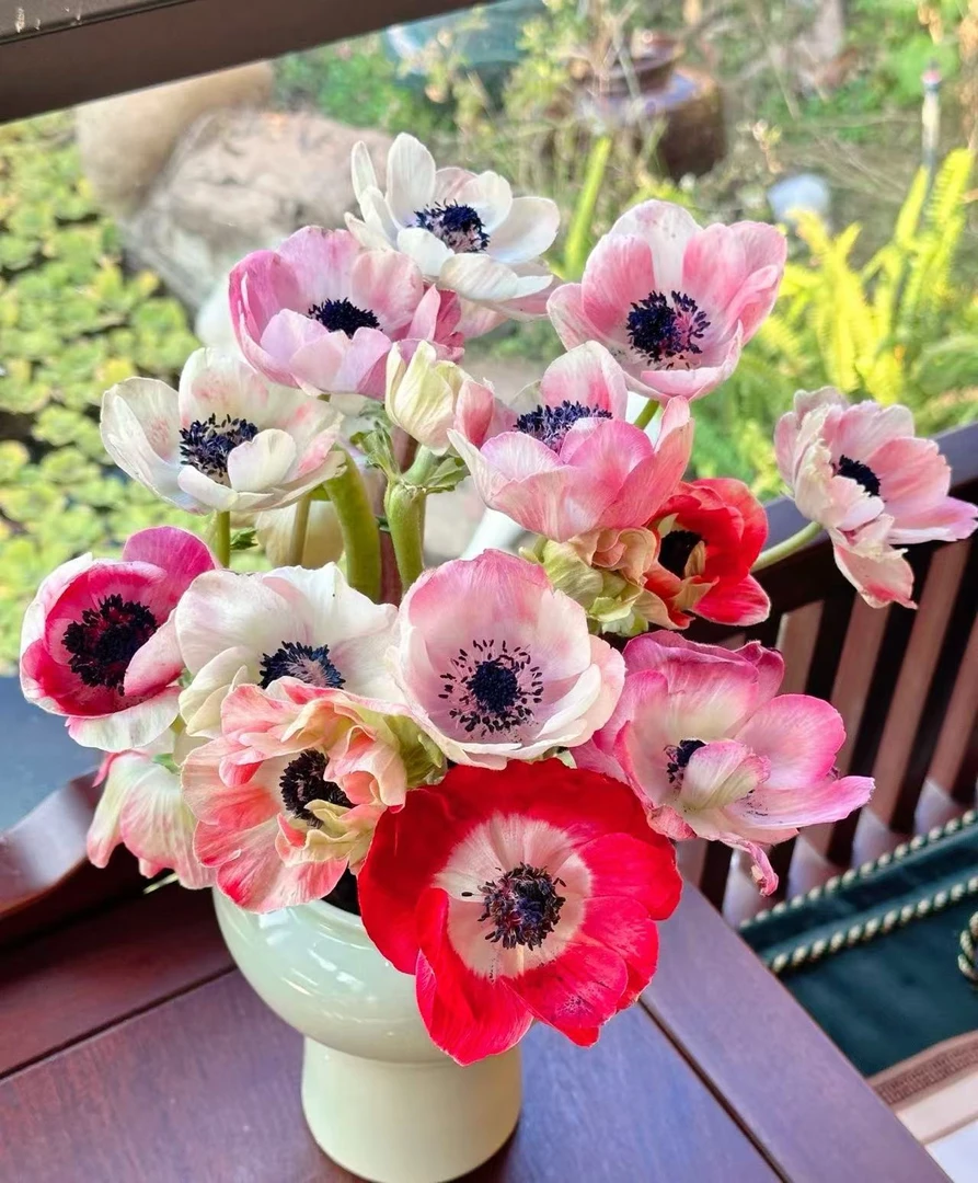 【源头一手价】混色银莲花一把  应季花材 小众稀有 水养鲜花