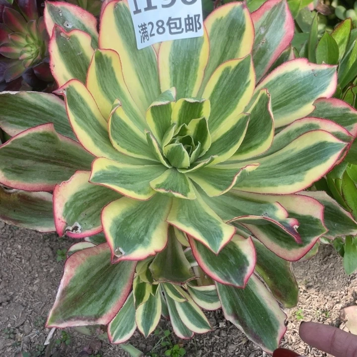 1196三号棚嫁接魅影多肉