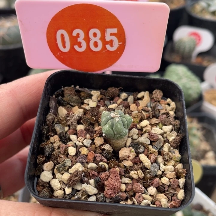 实生平丸一棵0385-0000