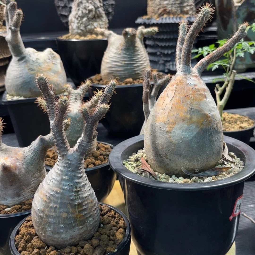 木 象牙宫带盆土。