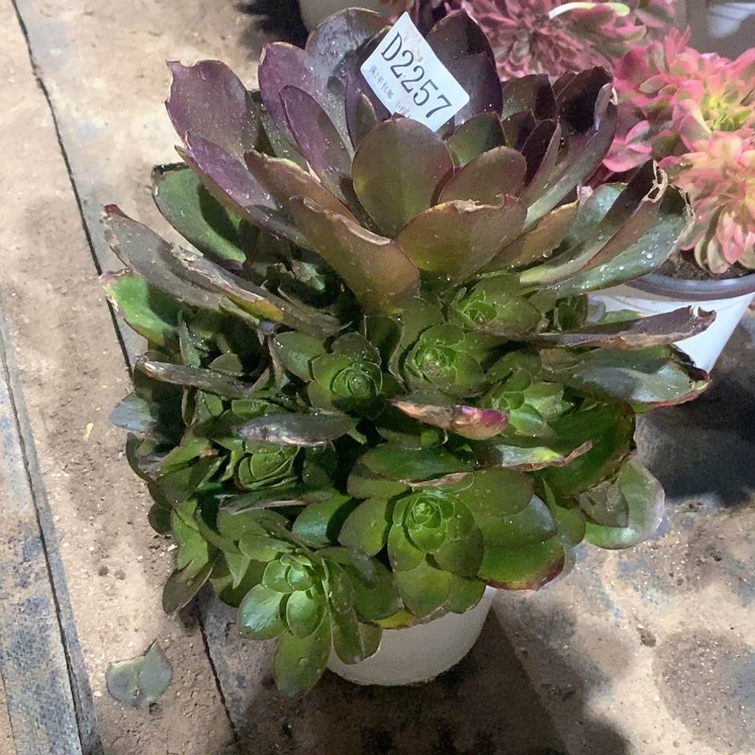 2257魅金玫瑰多肉法师锦