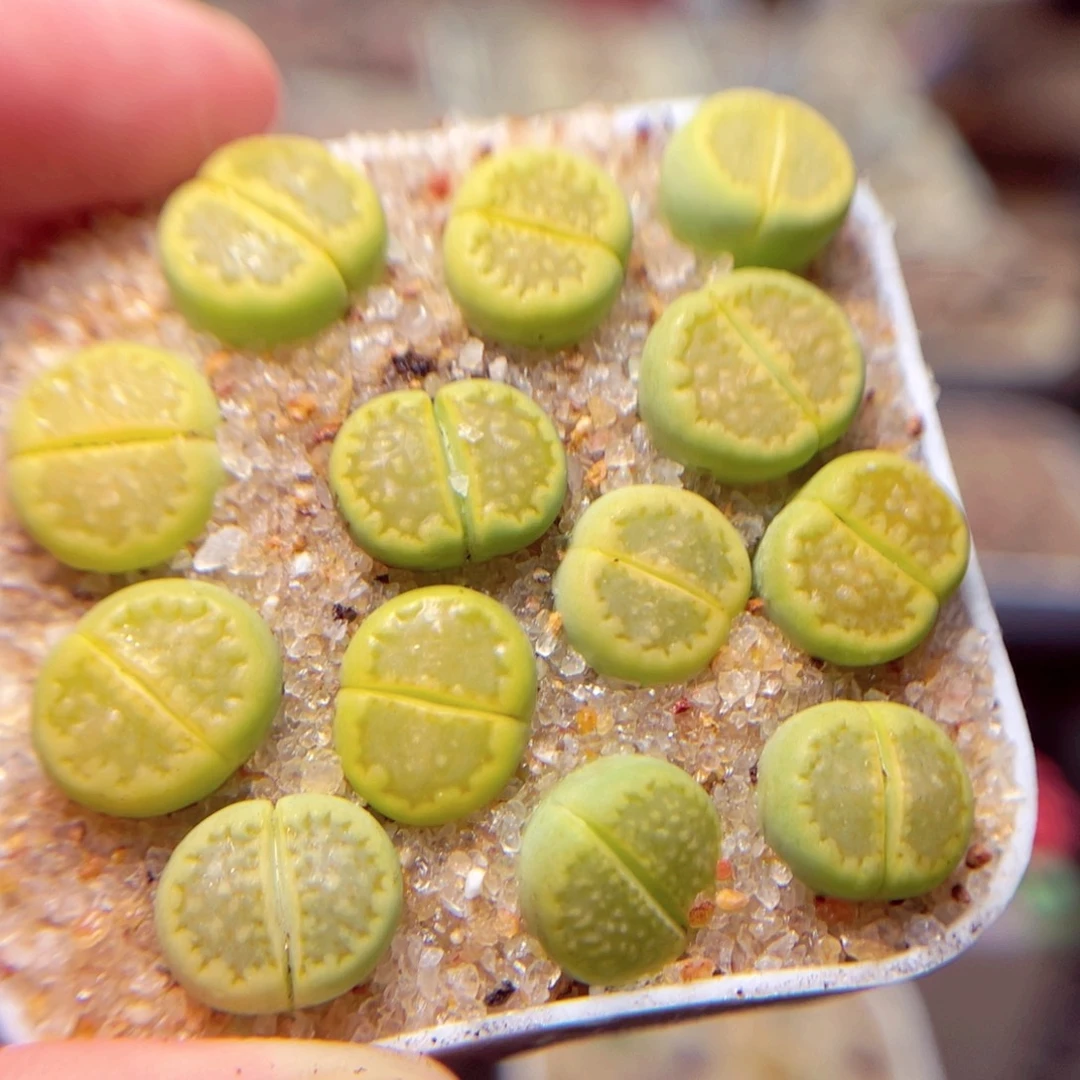 388号带盆盆包邮发货