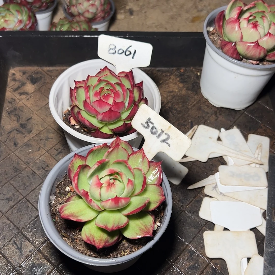 惊鸿仙子5012.8061号