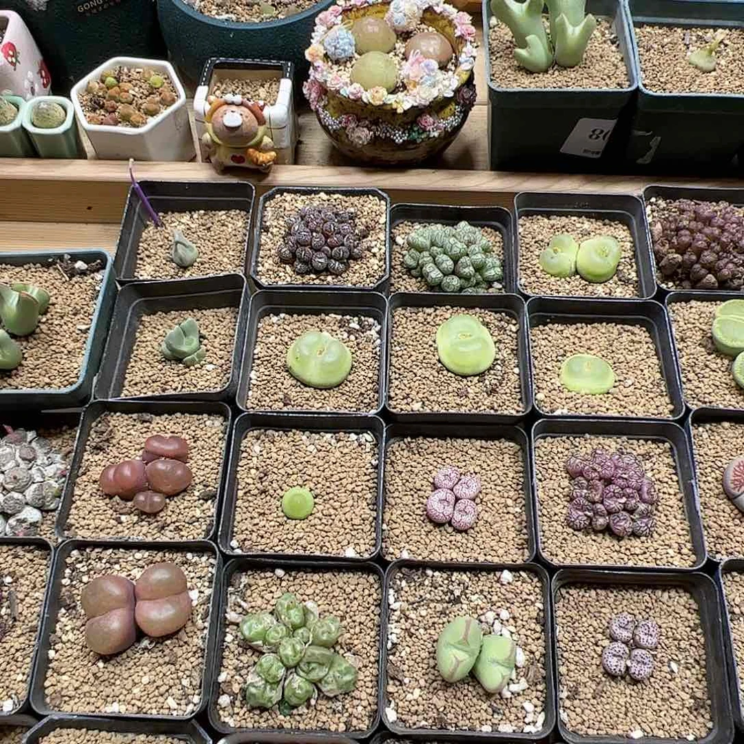 【闪购商品】X****a114 减券