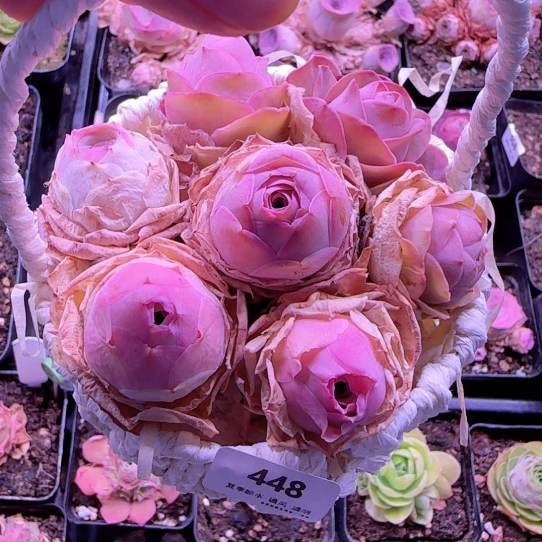 半城玫瑰精品花蓝448