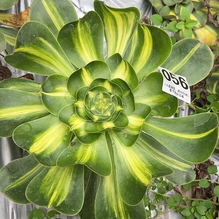 056多肉植物暴君