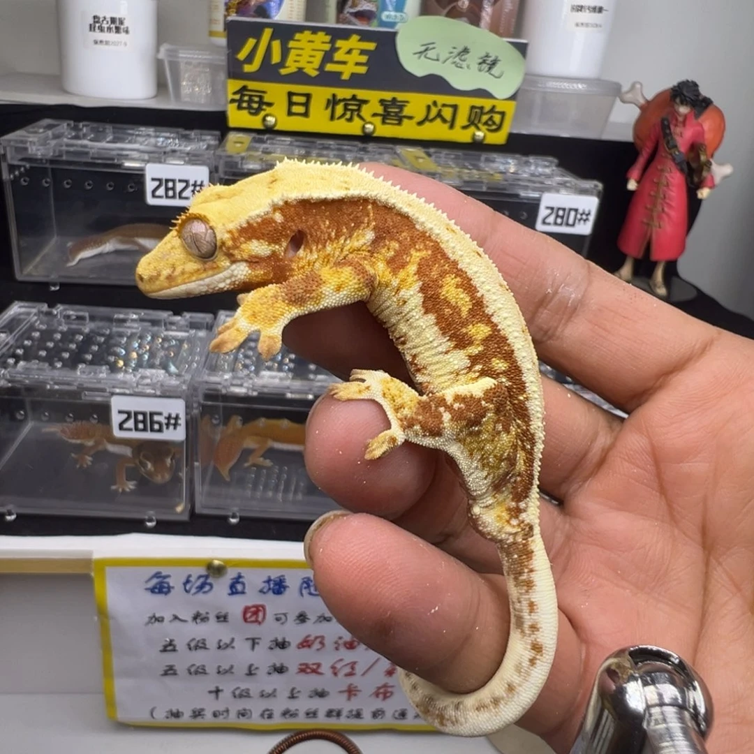 睫角守宫红底莉莉