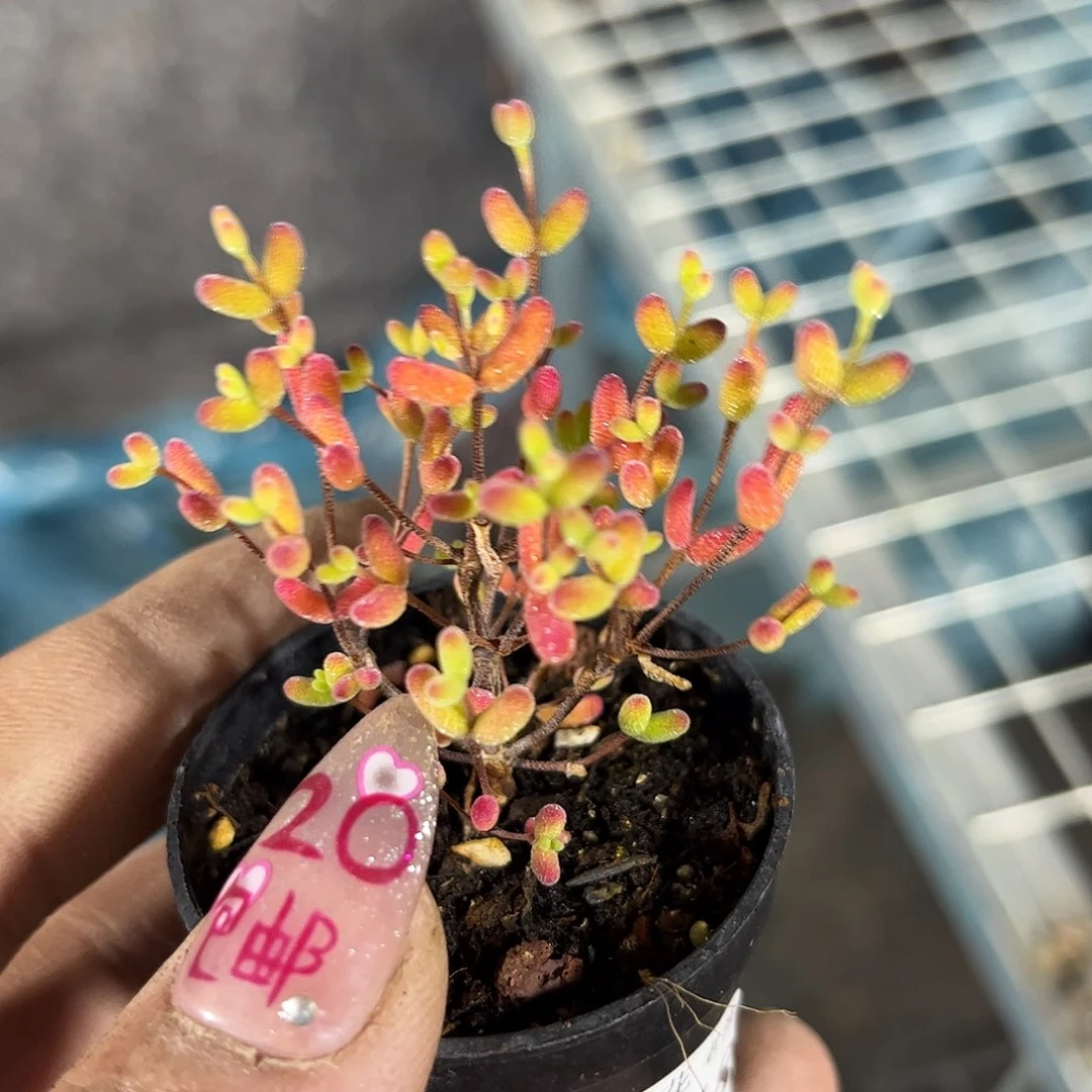 好**耶26048一物一拍单头发货