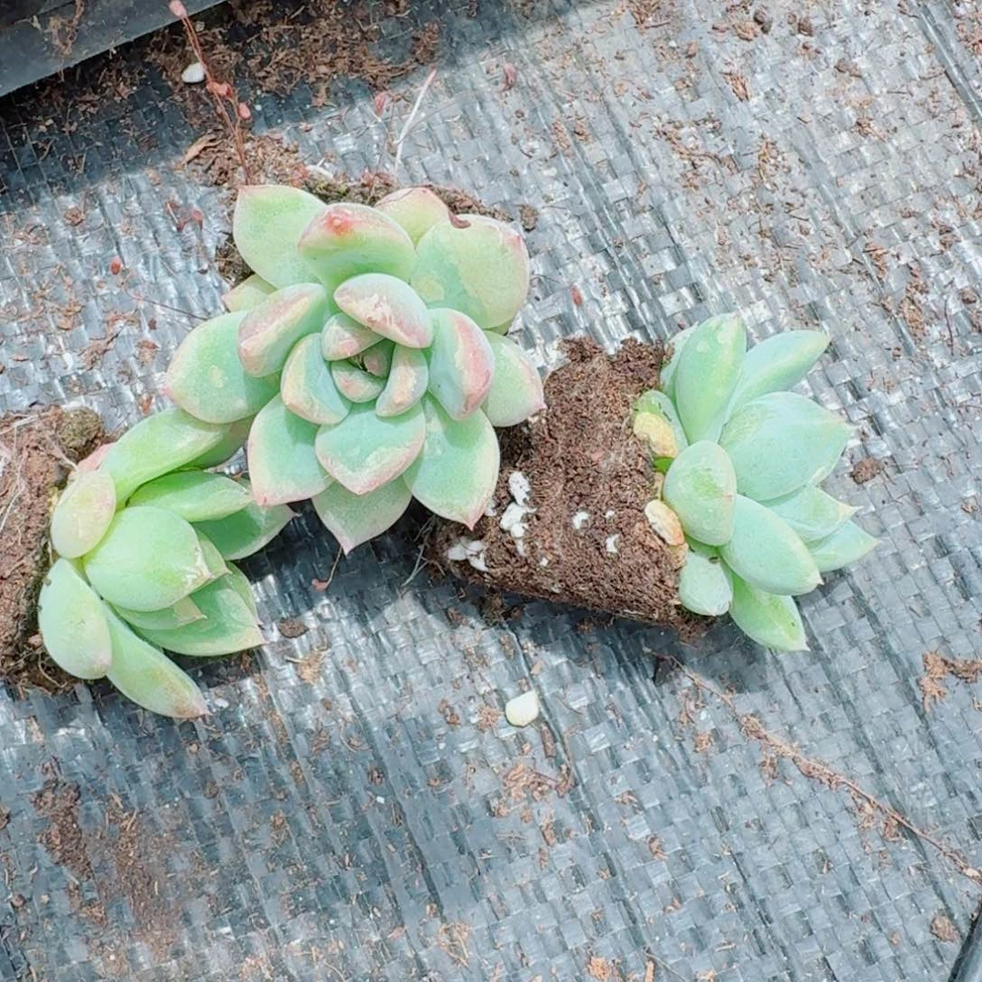 冰雨杂交钻石珍妮三颗还没出心的量拍8-61