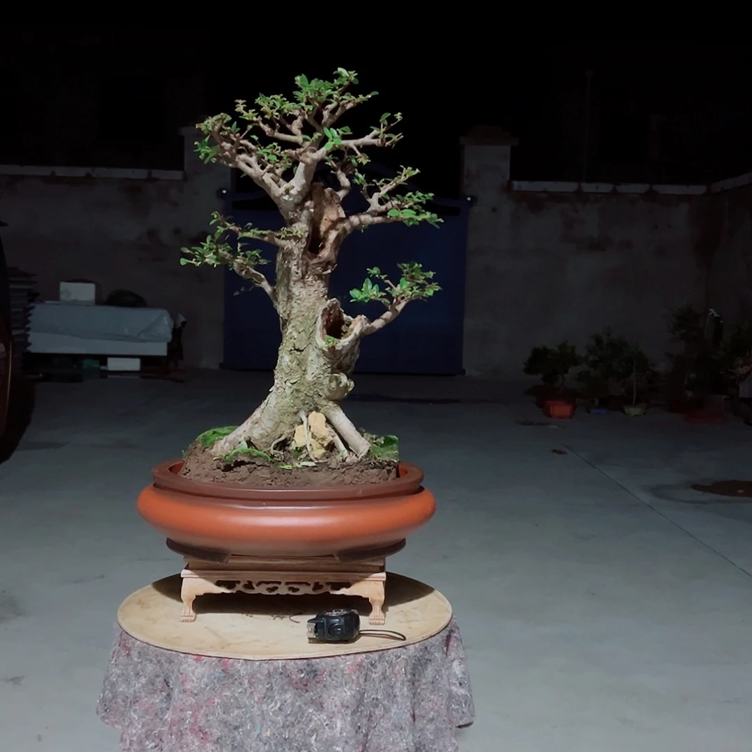 无花朵榆树山桩一棵带盆种好
