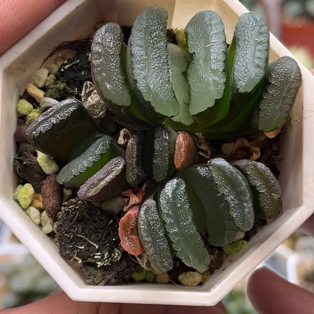 337白肌鬼岩城发发发发发发