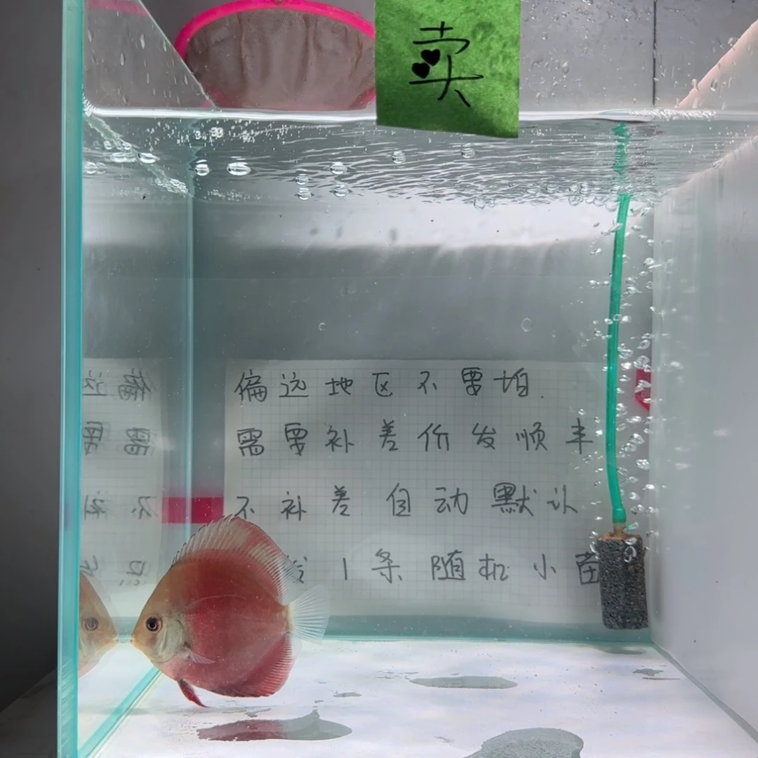 七彩神仙鱼肉身7左右，偏远地区不拍