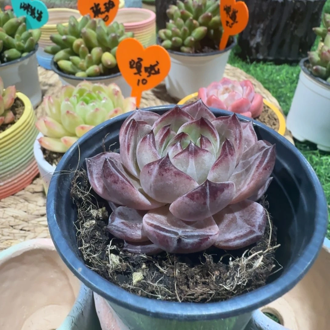 ****好东东东东东东东东东东东东的