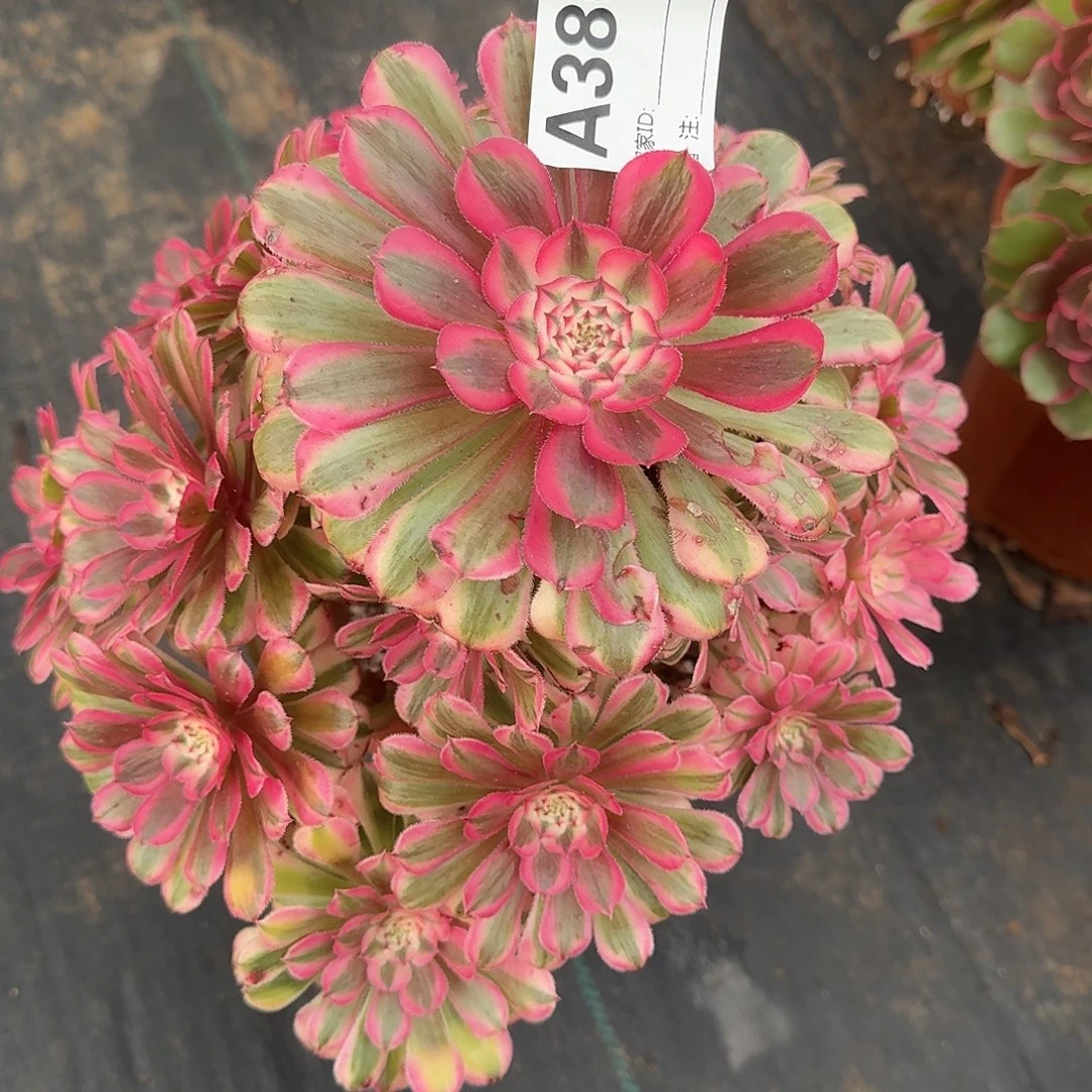 粉铜多肉法师a380