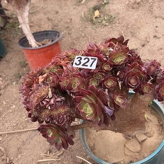 竹*多肉植物一个有伤