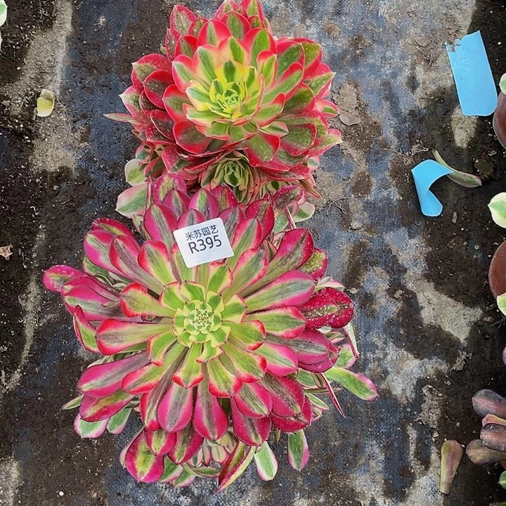 紫*?395多肉植物的生长