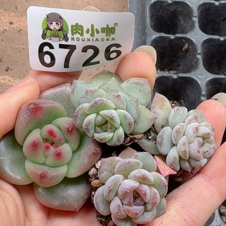 多肉植物多肉植物