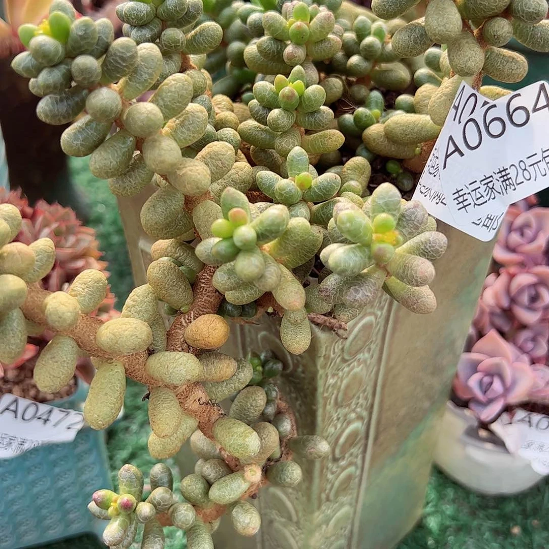 幸运的是我的朋友