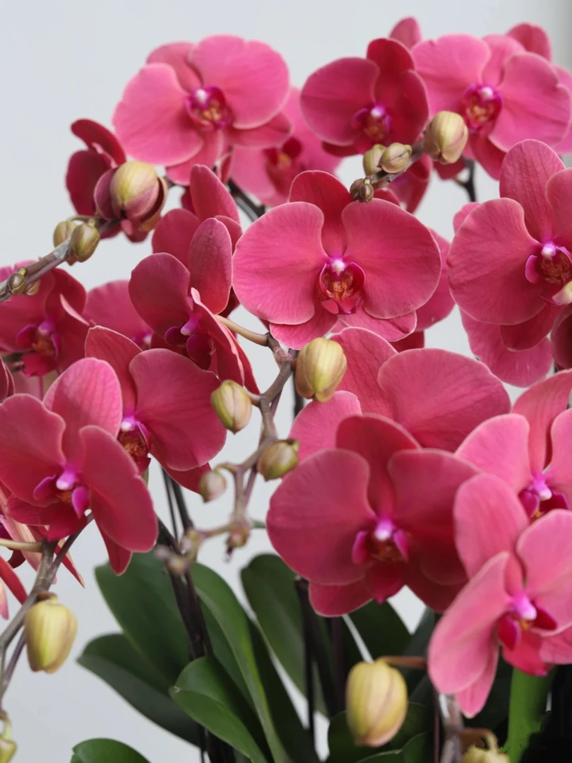 【带花剑】砂糖橘蝴蝶兰花苗不带花2.8寸杯