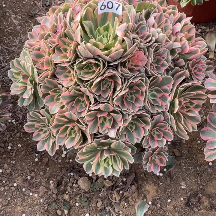 无花朵607多肉植物女妖