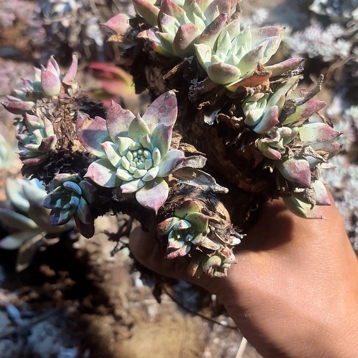 蔡*多肉植物仙女杯