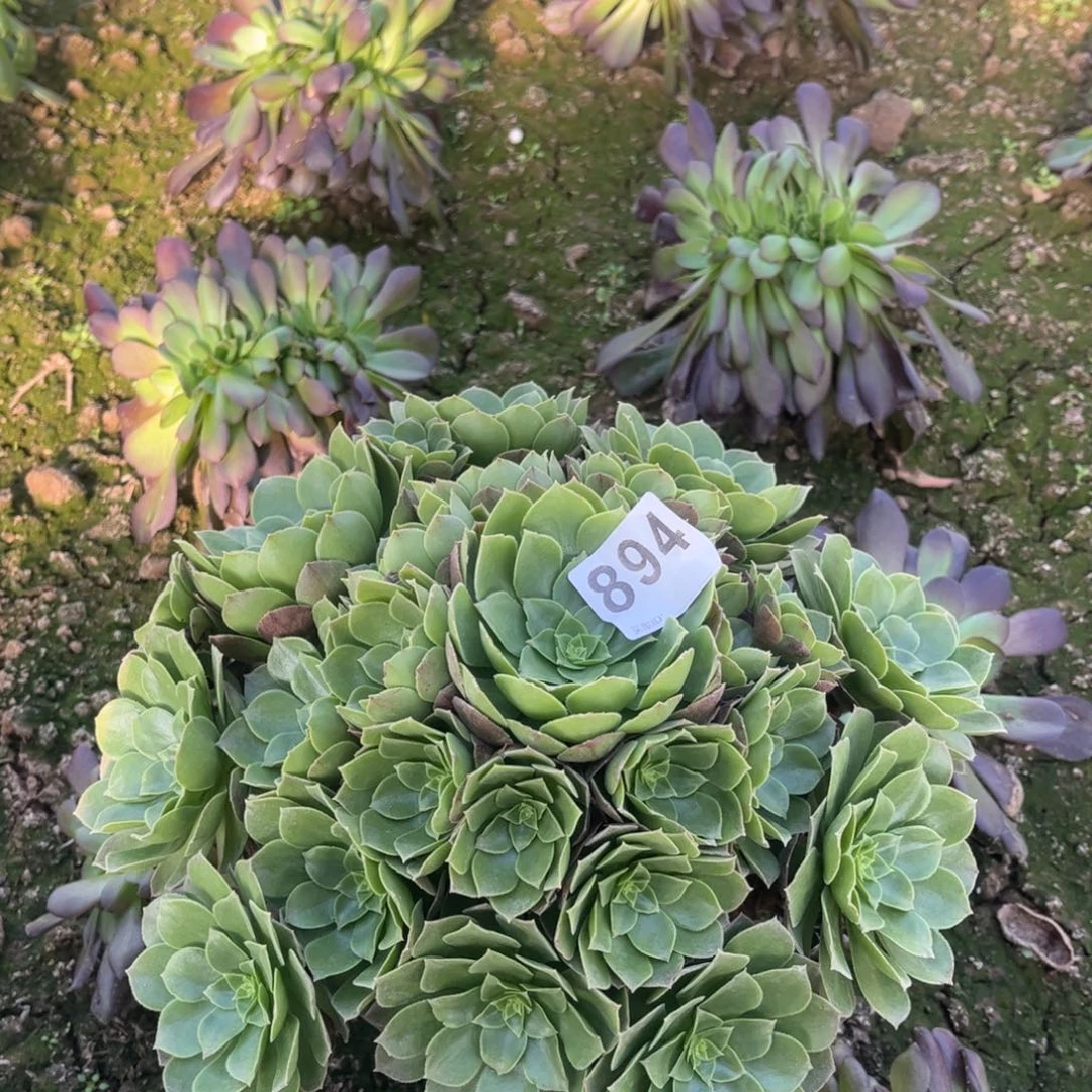 万圣夜894不包断枝