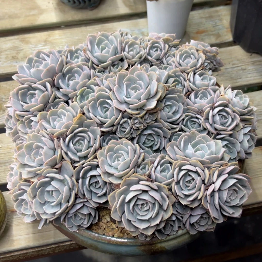 安娜玫瑰68 零零多肉植物