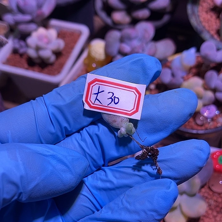 大***糖马卡龙奶酪锦多肉植物