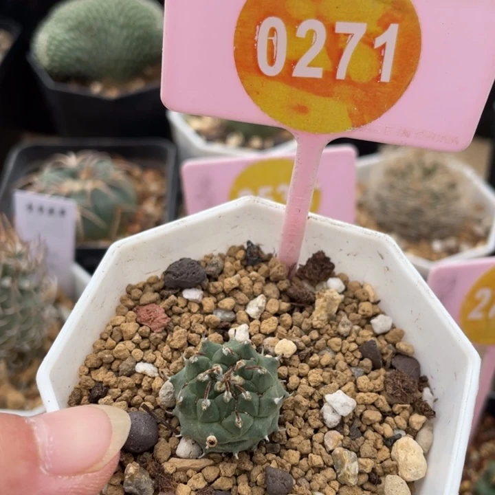 实生南格瑞特一棵0271