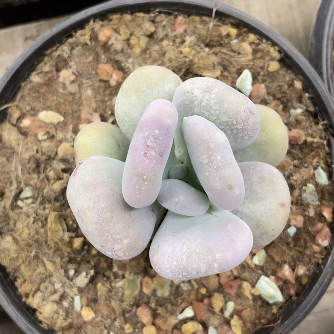 油煎丸子一个。