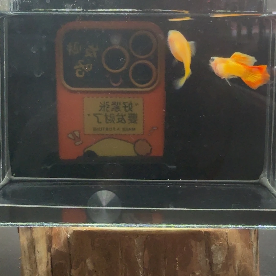 孔雀鱼玻璃猫孔雀鱼30