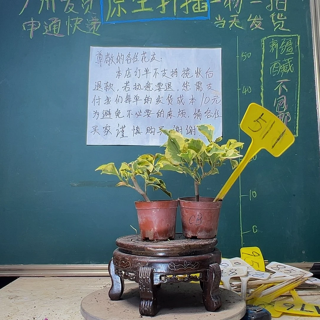 当前无花栽培后可以开花橙冰掌中宝 金边黄掌中宝 511