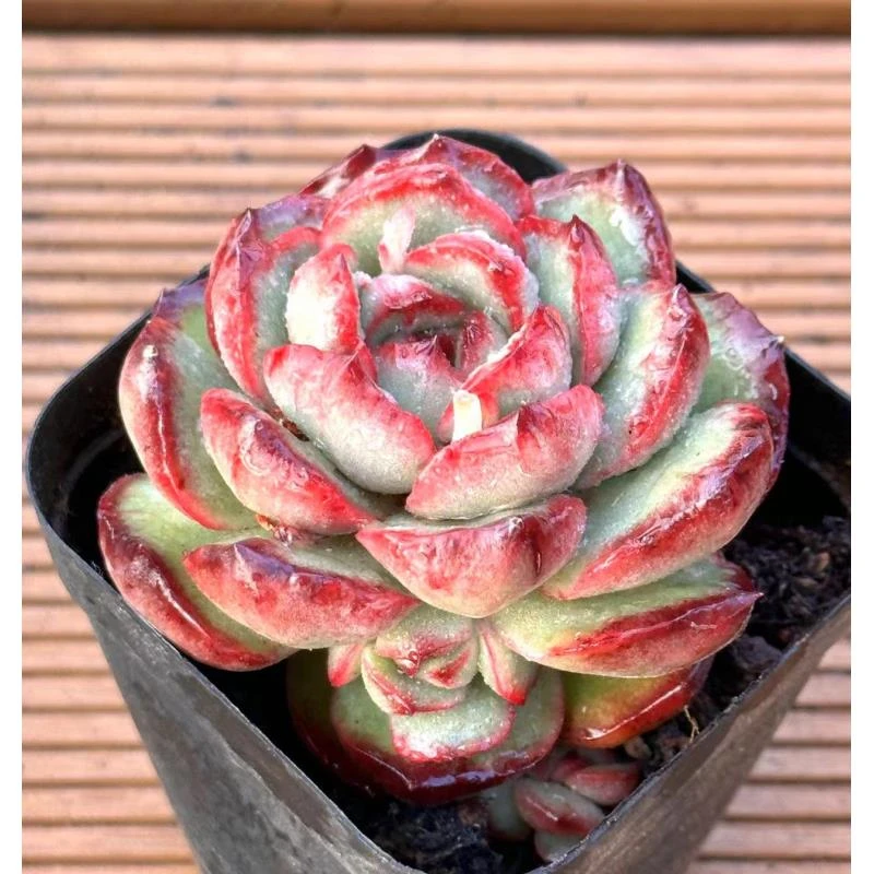 七方杯宝丽安娜石化  前男友精品多肉