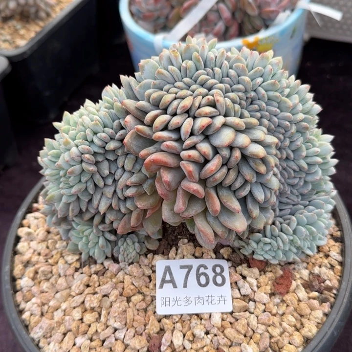 18厘米左右一物一拍的