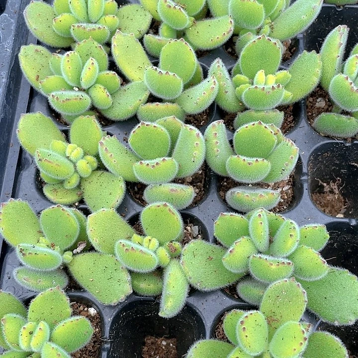 小绿熊1元带土发