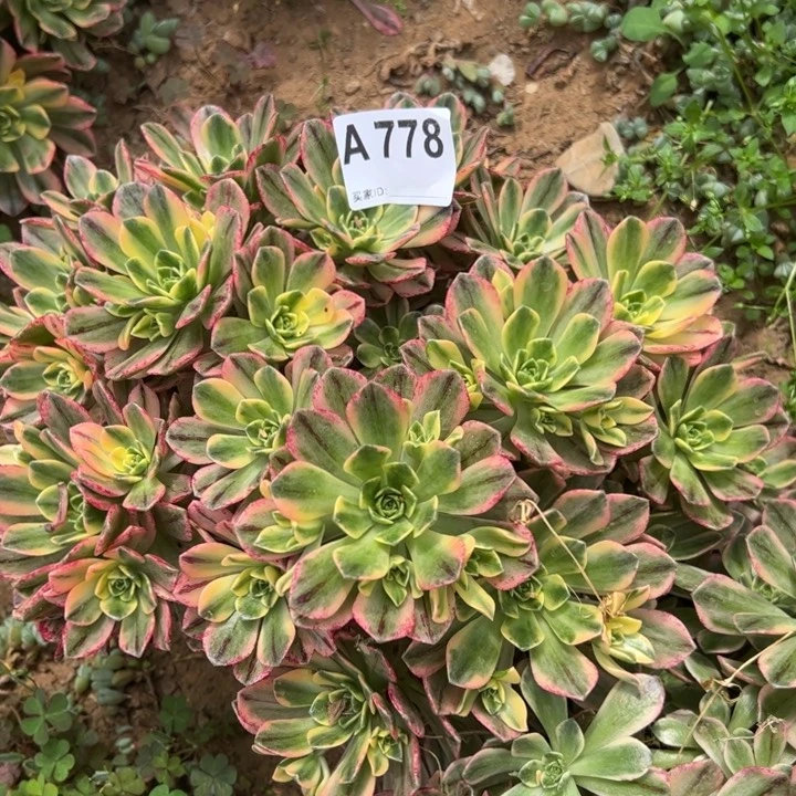 甜茶多肉植物778