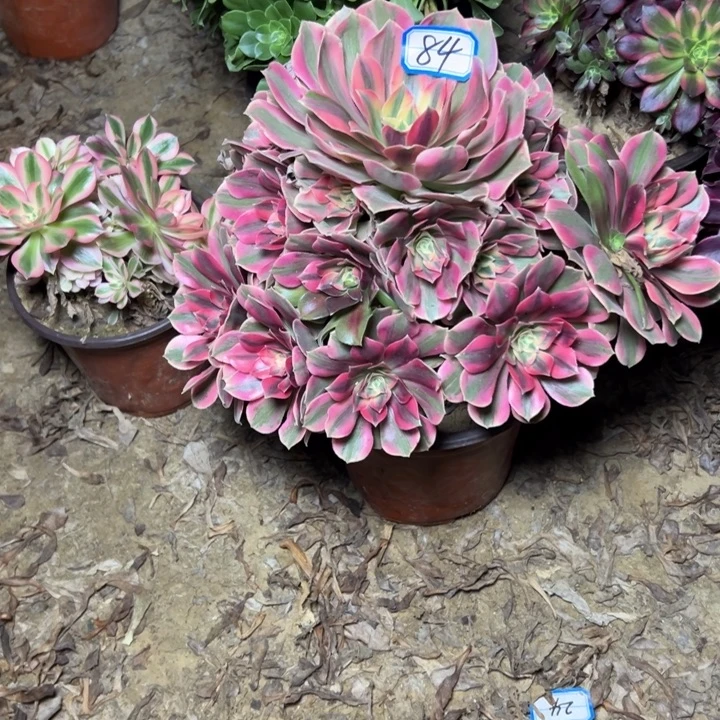 多肉植物粉女妖法师84