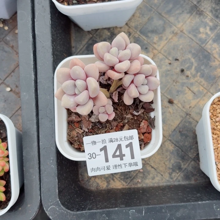 艾伦多肉多肉多肉植物多肉多