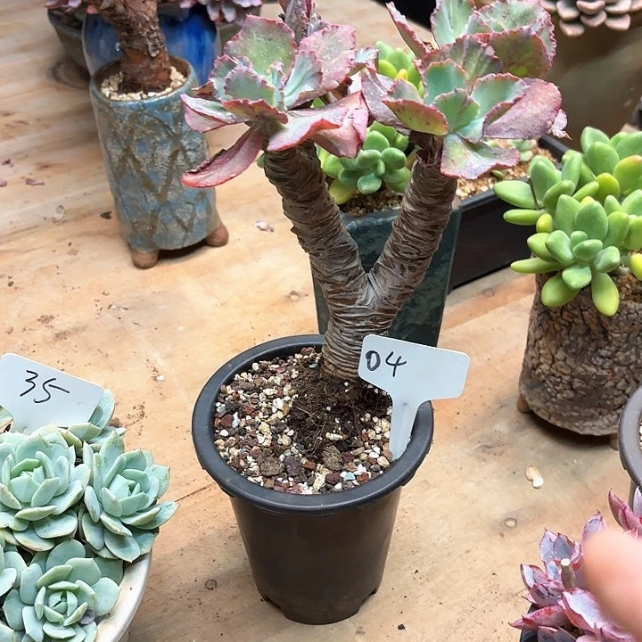 小***麻多肉植物，舞会红群4号