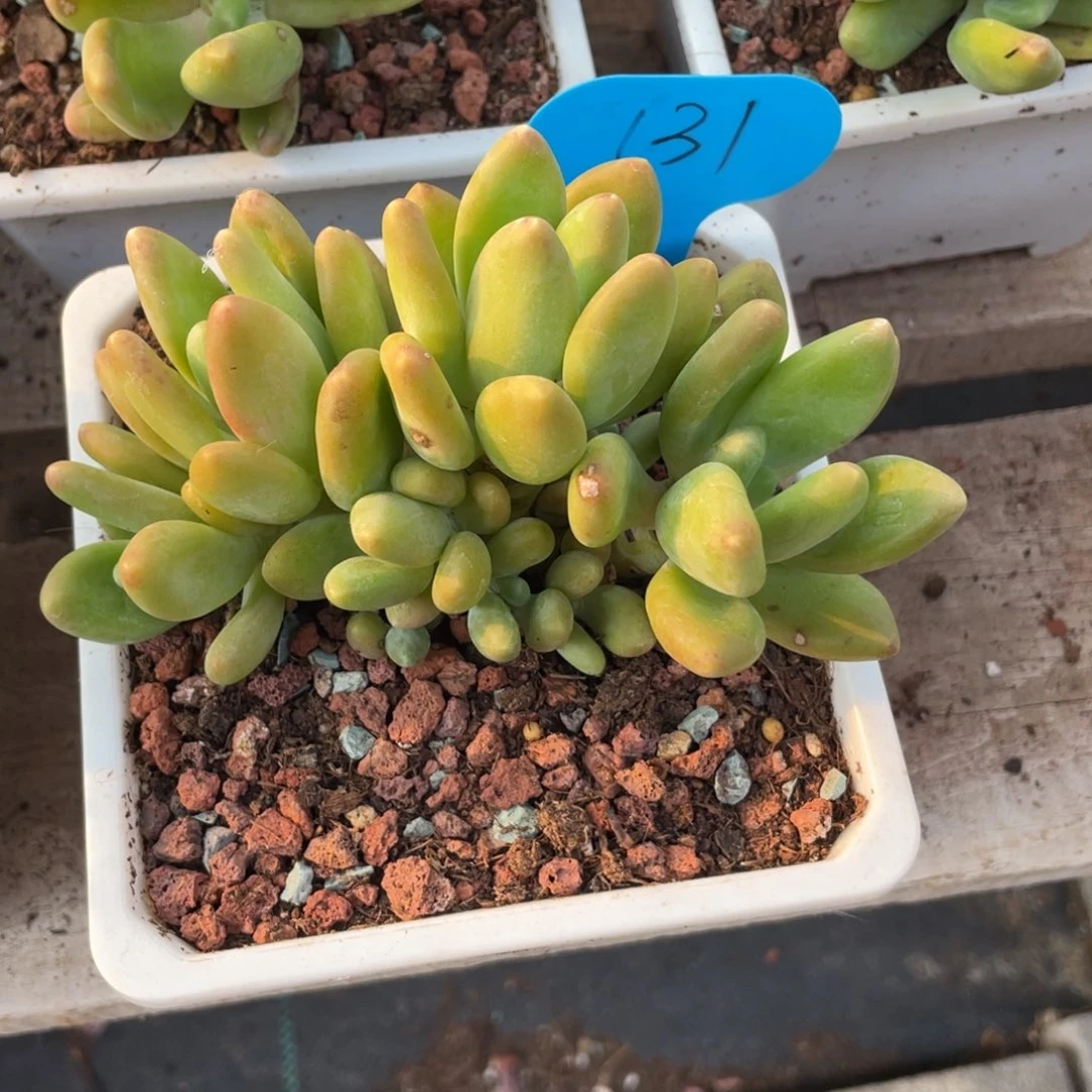 芒果奶酪群生无砍131