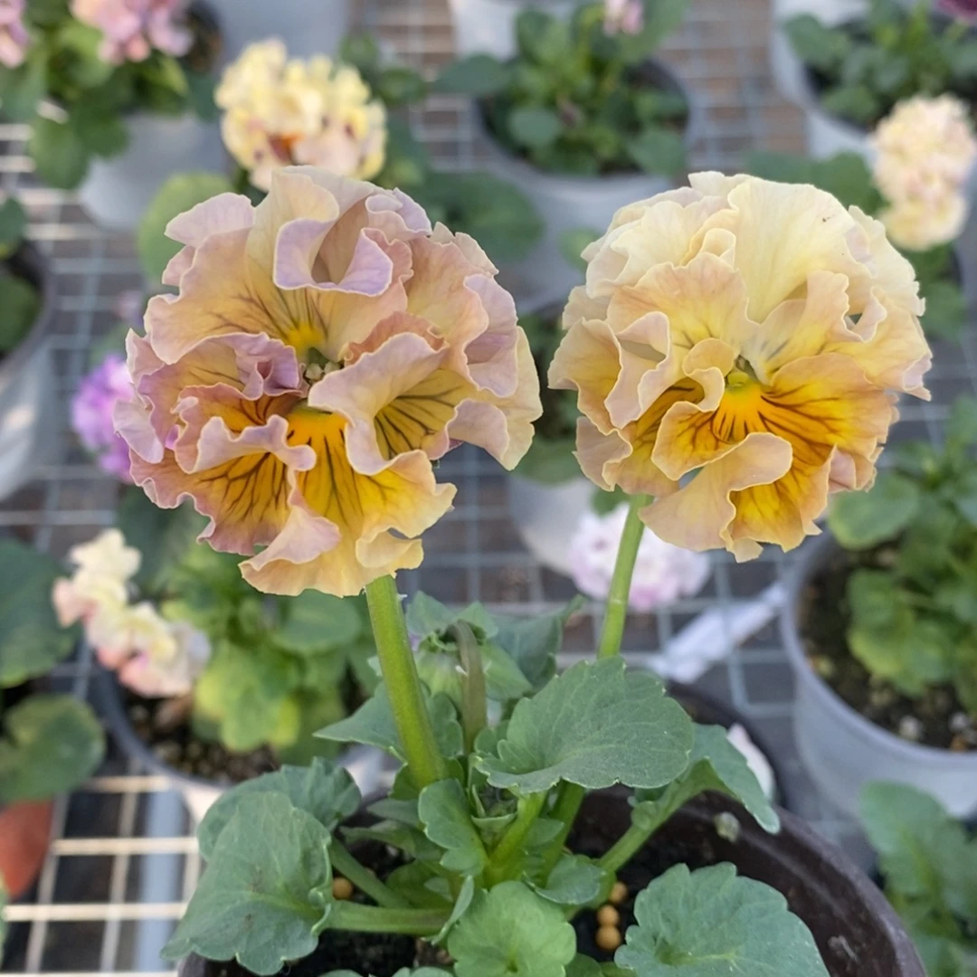 完全开放30号。 角堇