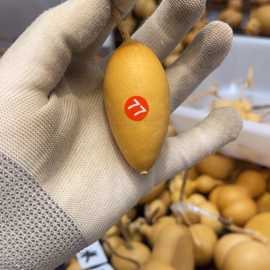 77号闪拍葫芦（价格很低，No退No换）