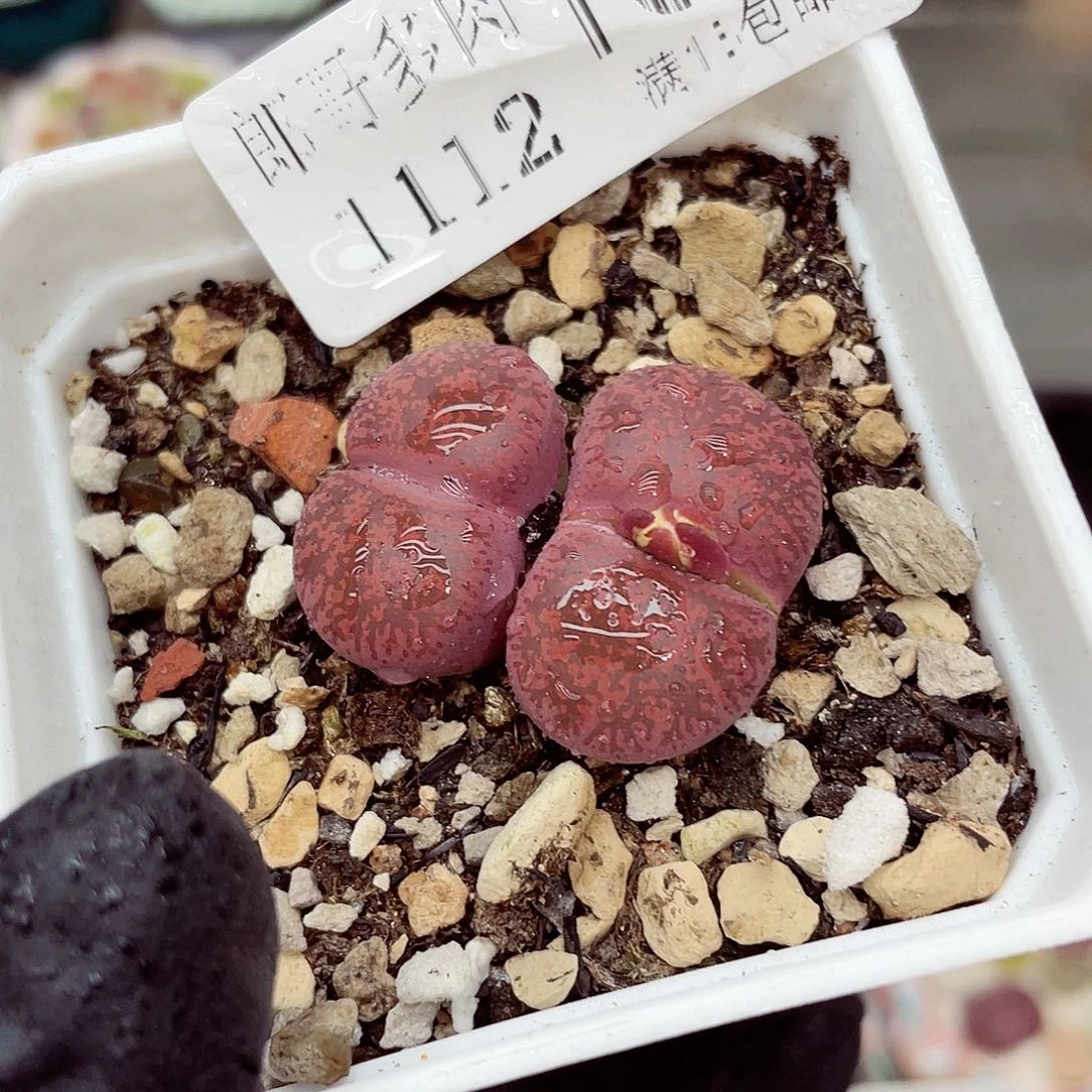 生石花满18包邮1112-187