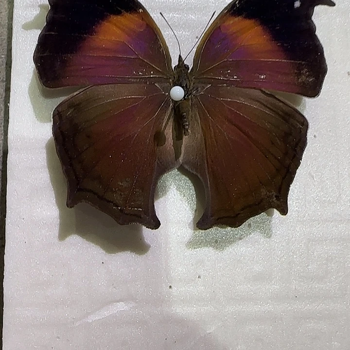 V***a仙人掌炬蛱蝶蝴蝶标本专拍