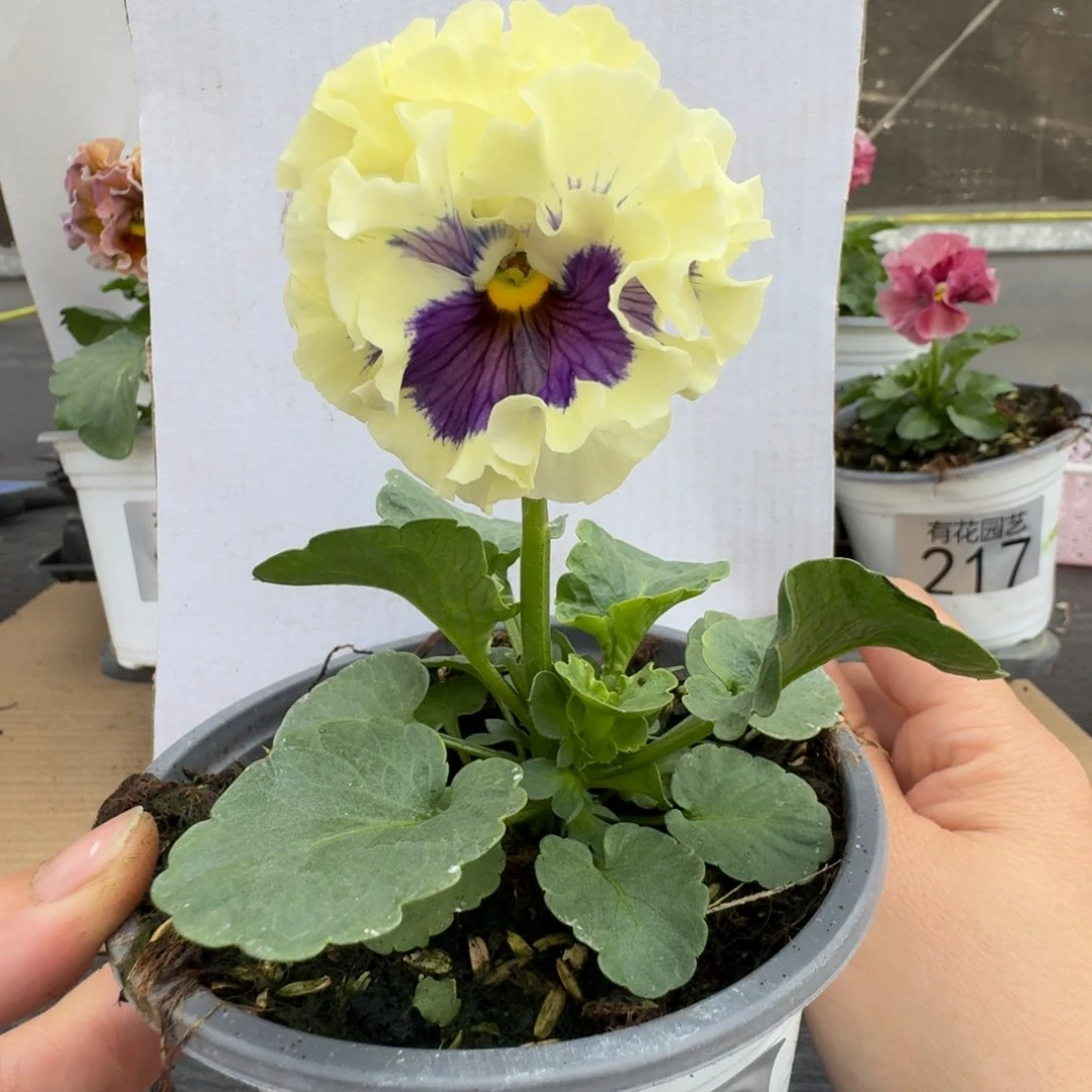 无花朵242号角堇