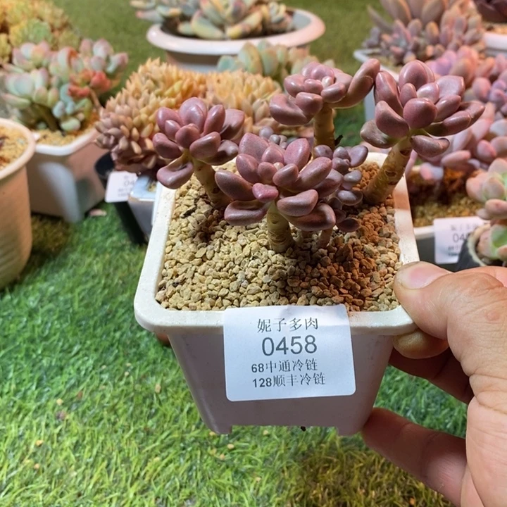 0458啊啊啊啊啊啊啊啊啊