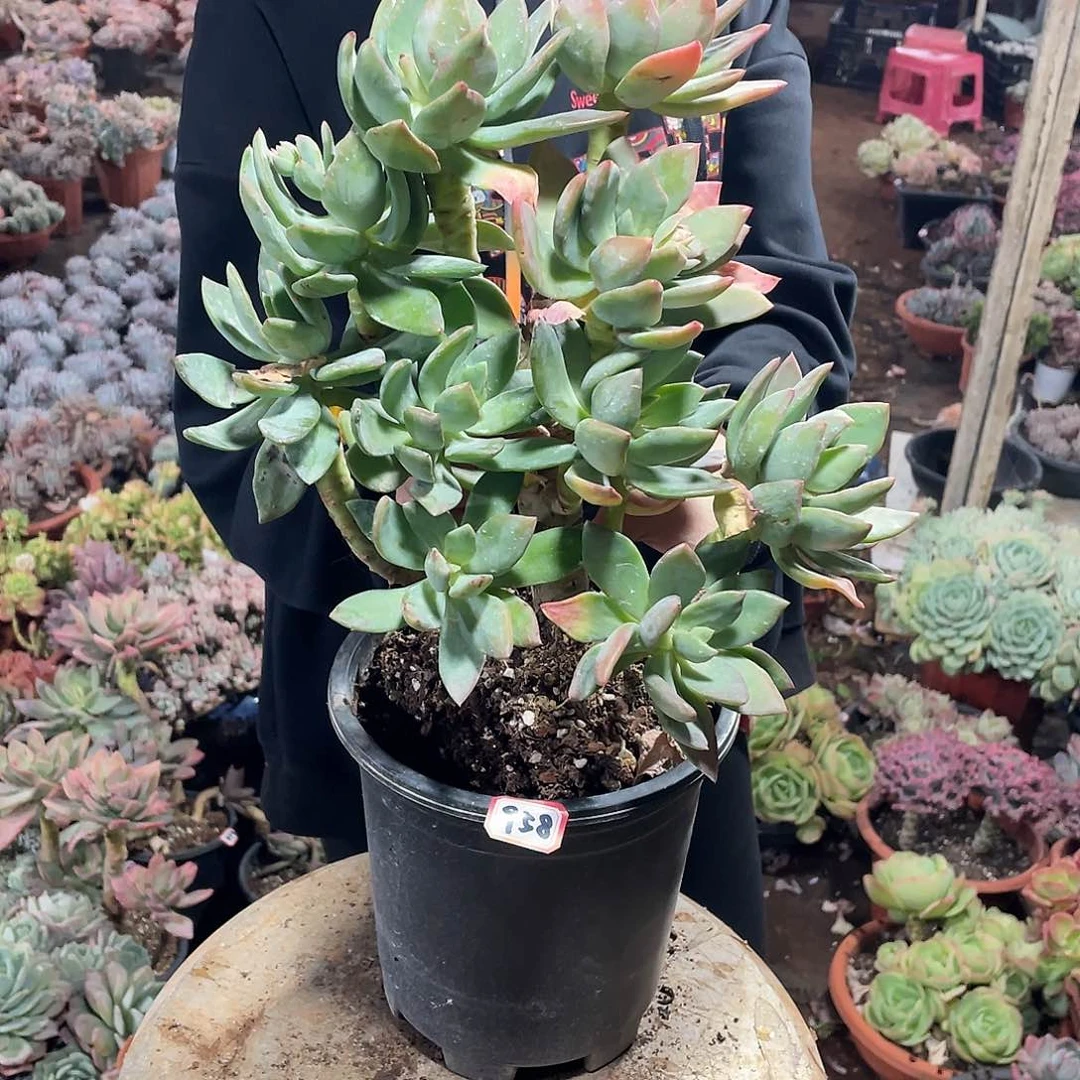 958芒果 一物一拍多肉