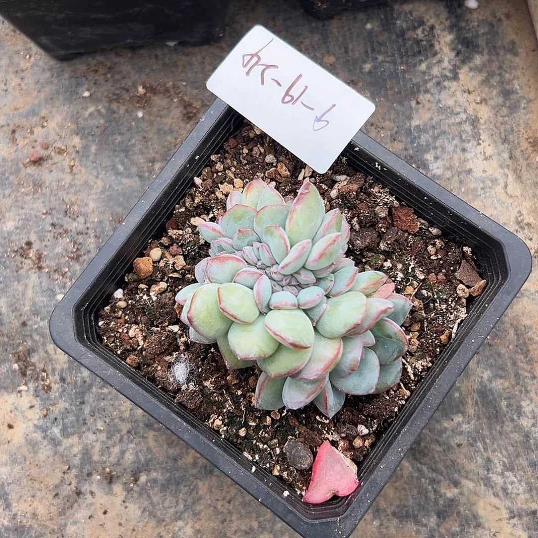 9-19-24泡芙缀多肉植物