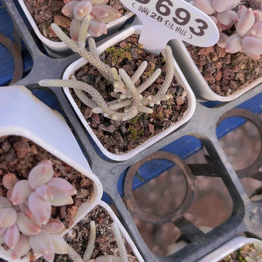 D693银蚕一物一拍