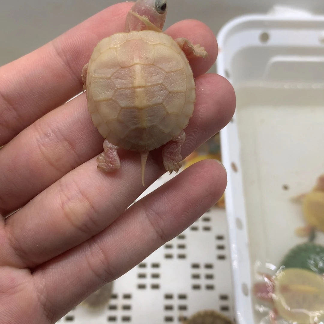 不分公母巴西彩龟